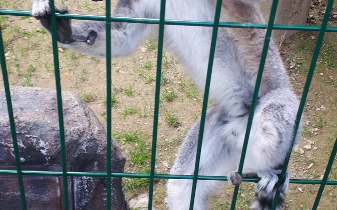 Obisk Sikalu zoo v Radencih
