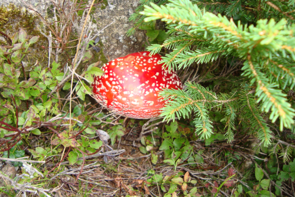 dsc02049